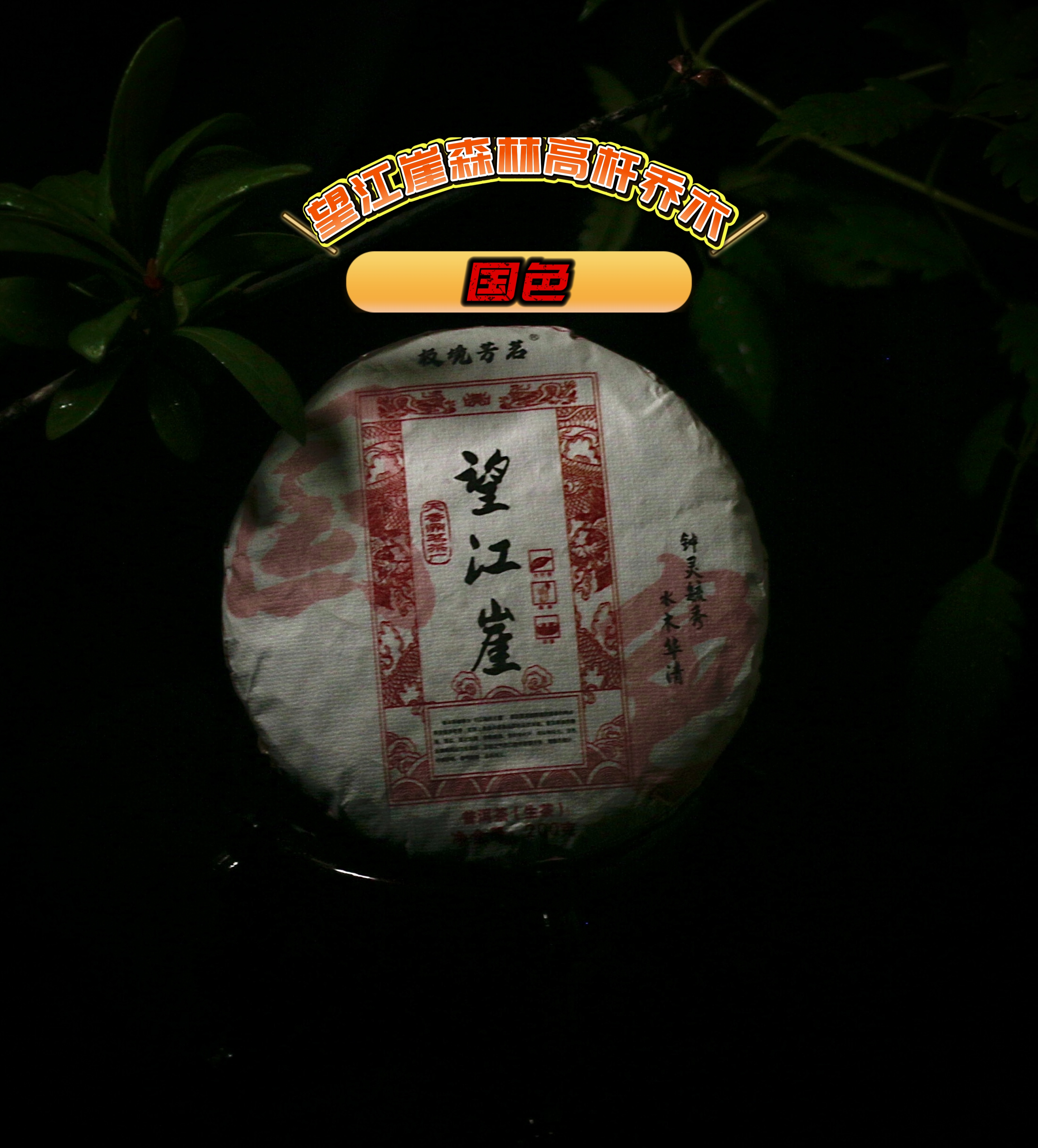 国色2023年望江崖云上茶园森林高杆普洱茶生茶