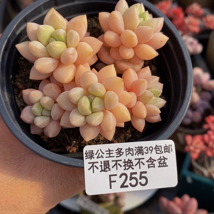 泡泡糖6cm255多肉植物