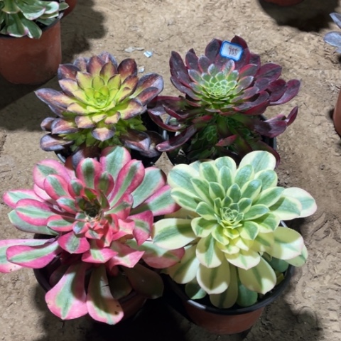 955多肉植物组合