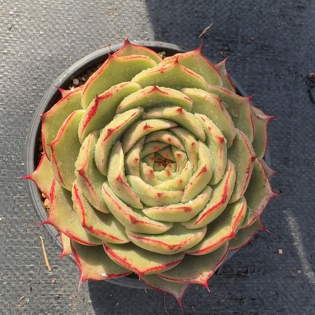 从前慢多肉精选编号1201.134