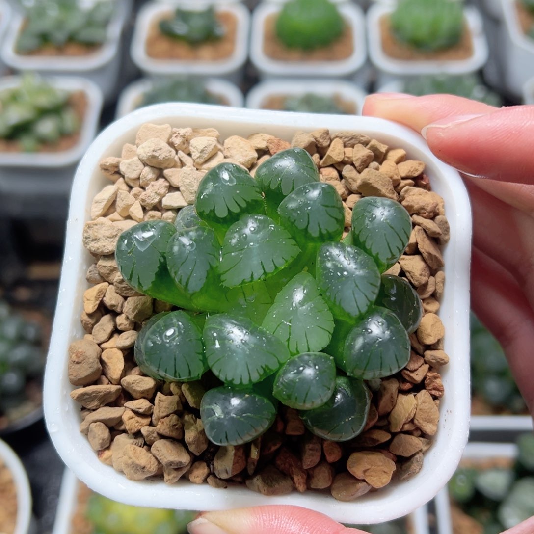 巨大化冰灯玉露多肉