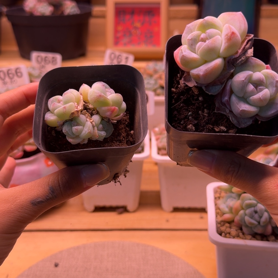 宝***呀冰玉2头+4头6cm60