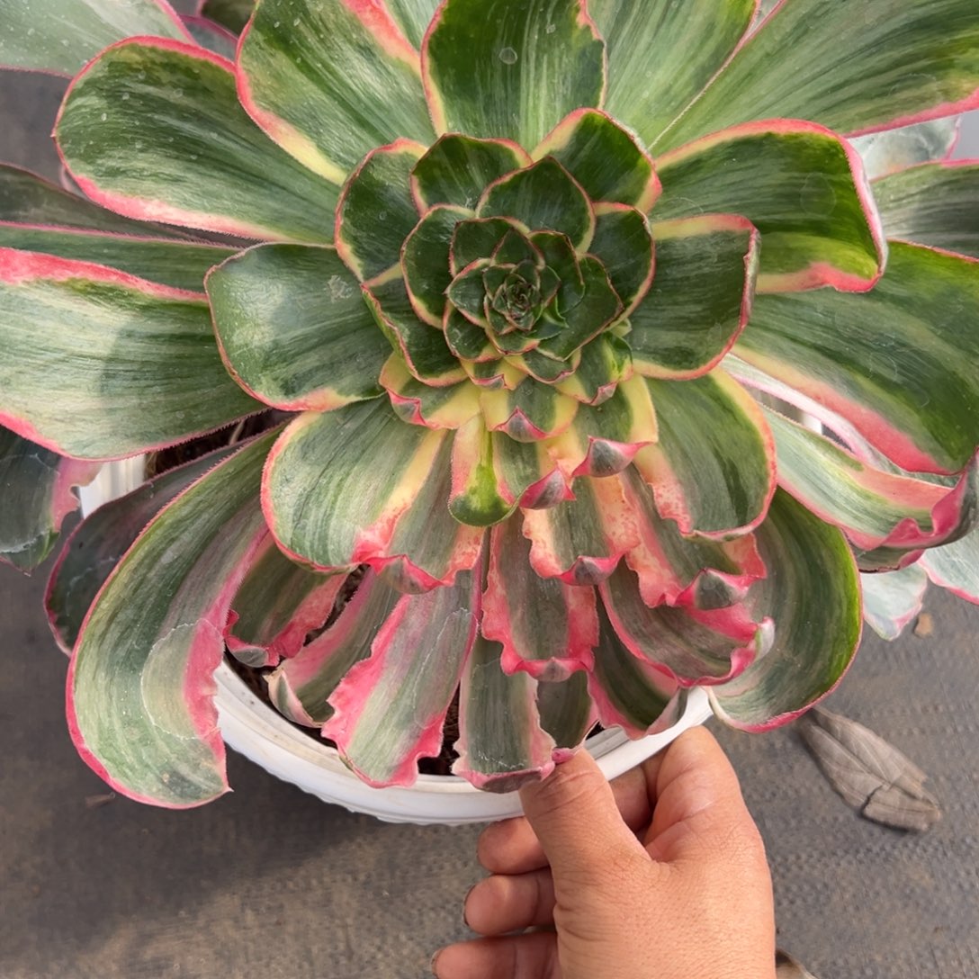 232恶魔之眼多肉多肉多肉多肉