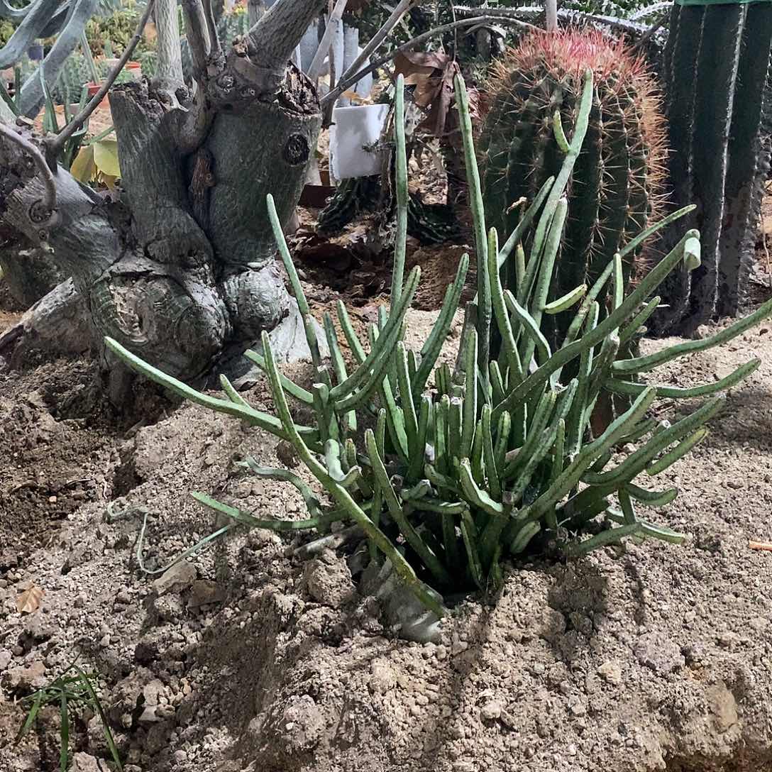 蛇编柱高60公分左右整盆