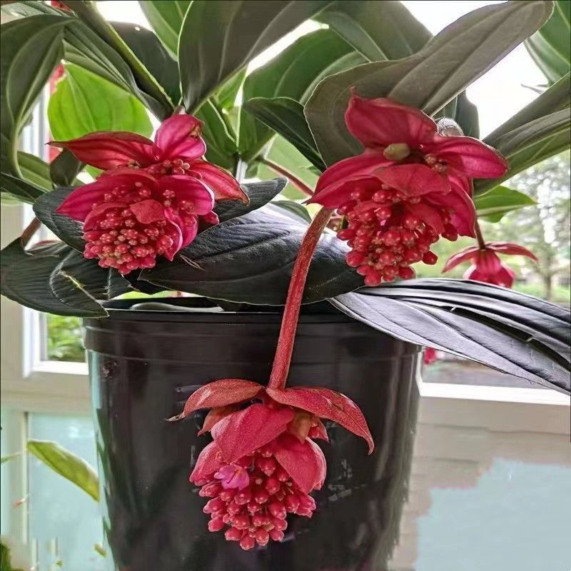 驱蚊宝莲灯花四季开花室内耐寒耐旱耐热阳台盆栽地栽绿植种植