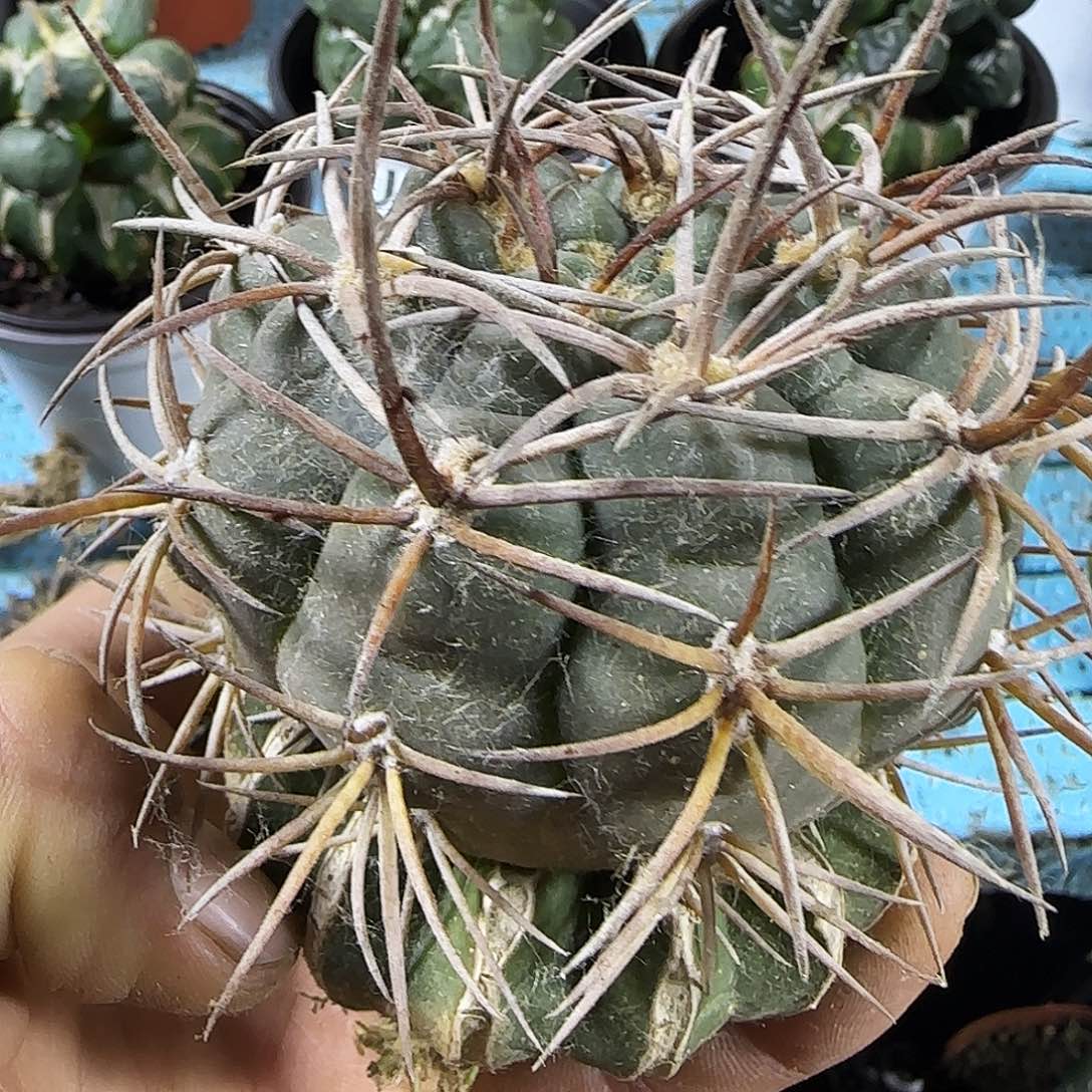 摩天龙338仙人球开花