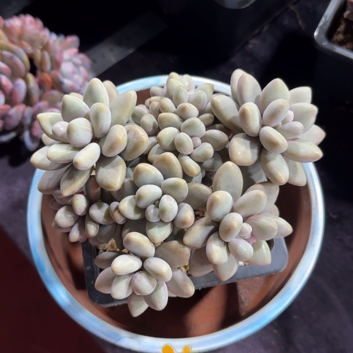 14厘米左右一物一拍的