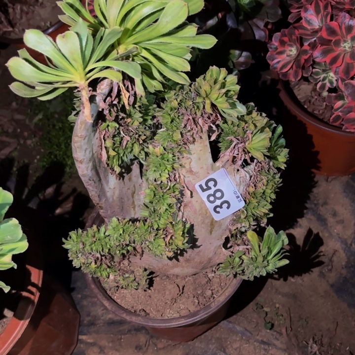 385夕颜多肉植物不售后中班