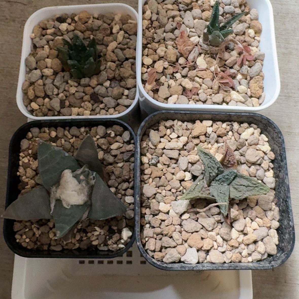 【闪购商品】一盒四颗实生哥斯拉辛顿勃氏岩牡丹