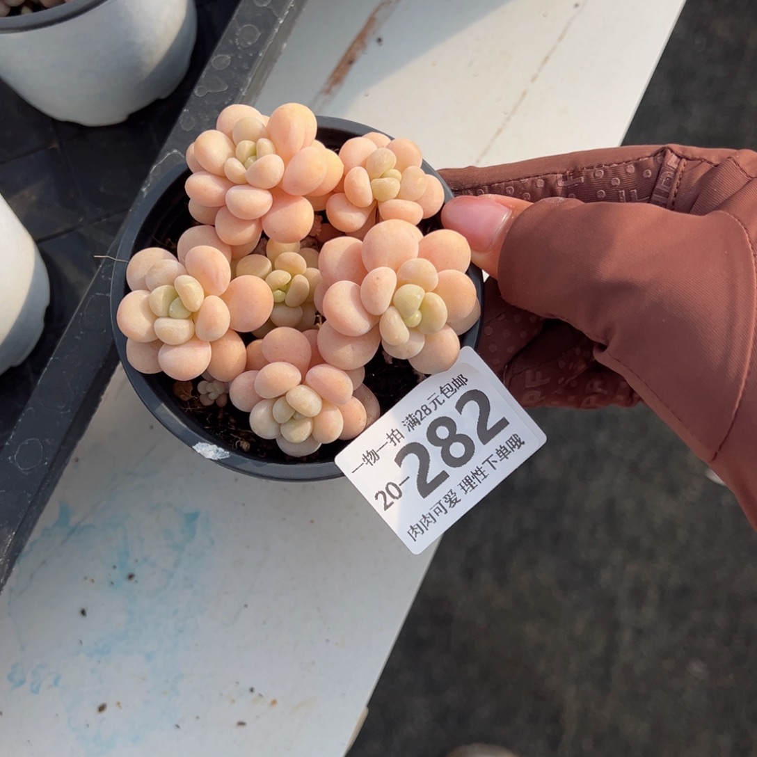 洛可可多肉多肉多肉多肉