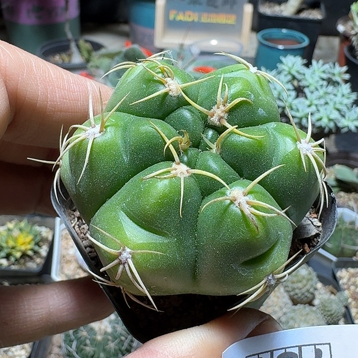 757高木海王脱土发货