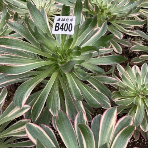 400V锦锦不包断枝