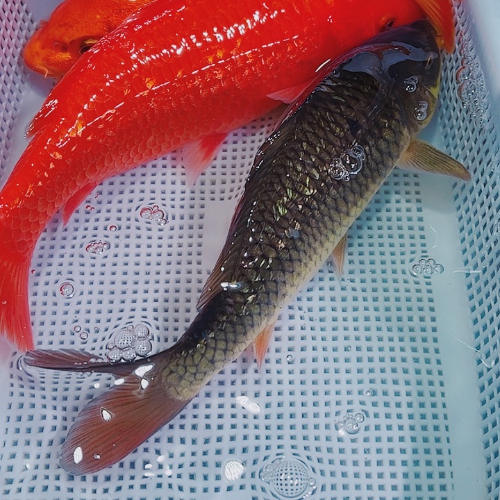 锦鲤锦鲤冷水观赏104