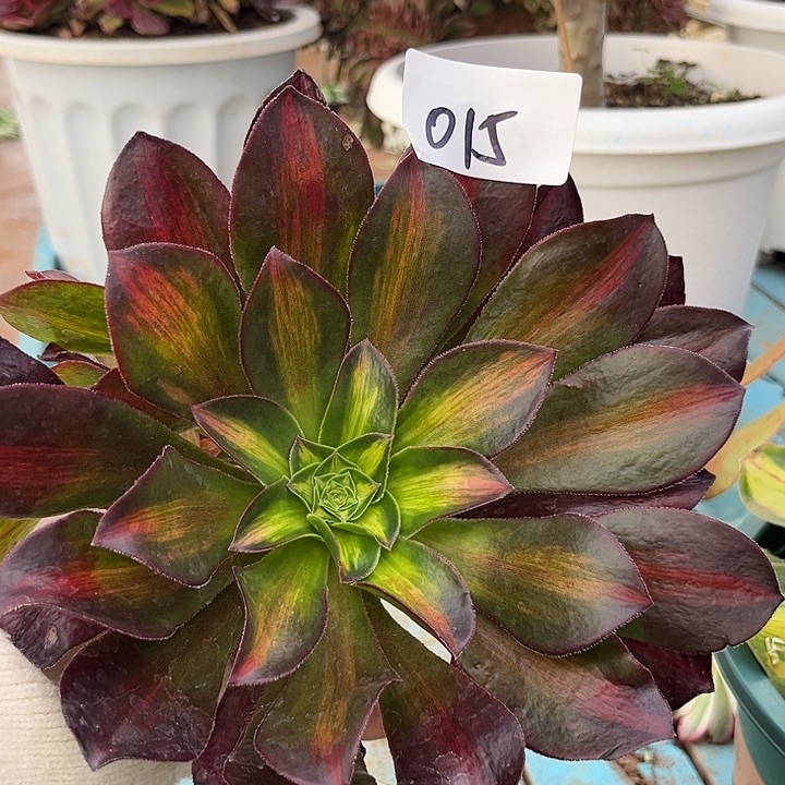 一**秀015魅影中班多肉植物