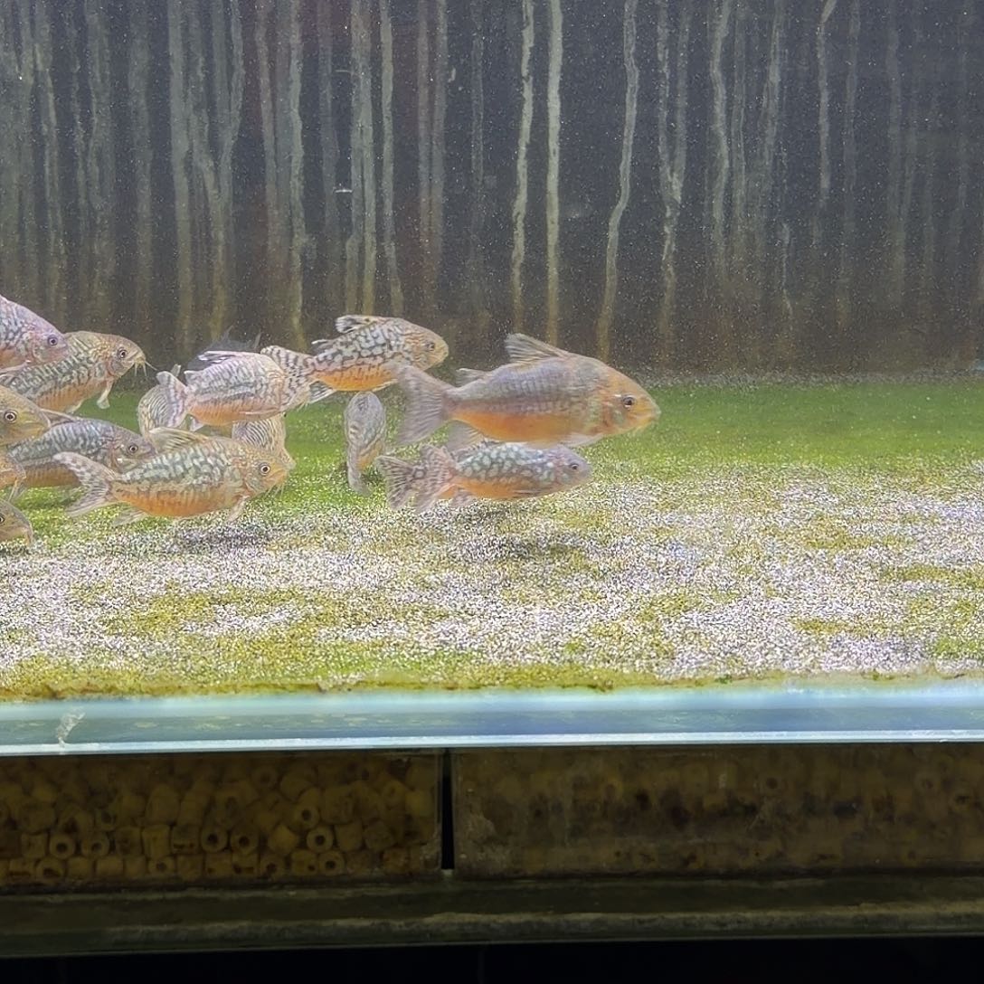 鼠鱼7-8cm精品爆花葛衣一只 不包邮