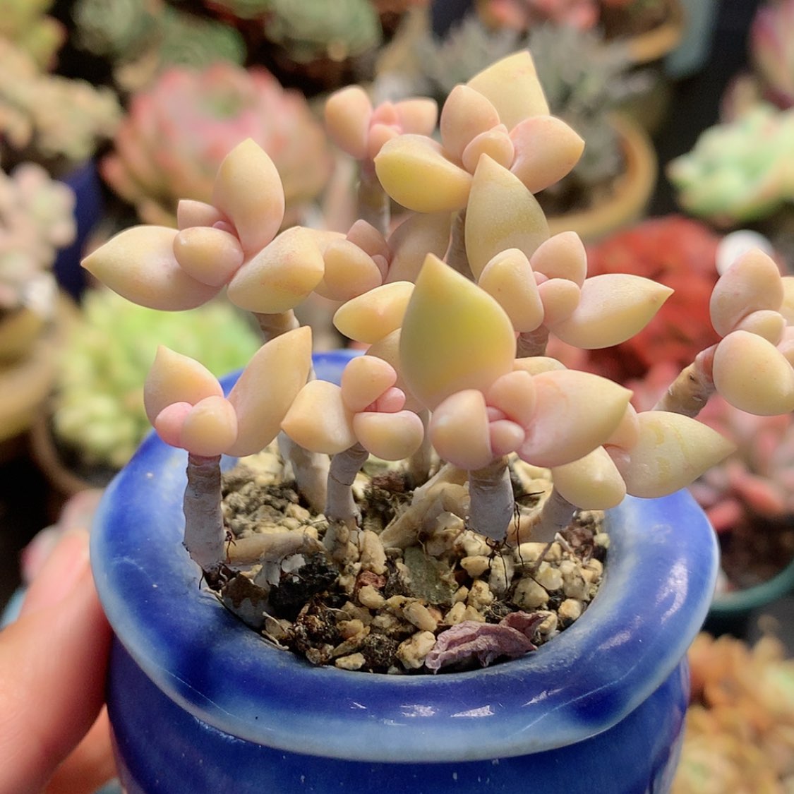 【闪购商品】淡雪带盆，伪群