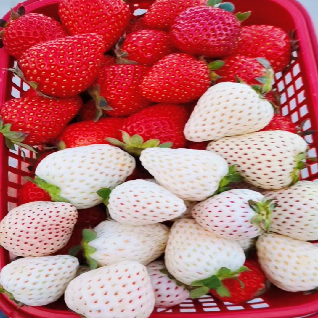 香野&白雪公主双拼中果一篮二斤