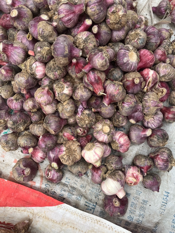 云南高山新紫皮大蒜 泡蒜