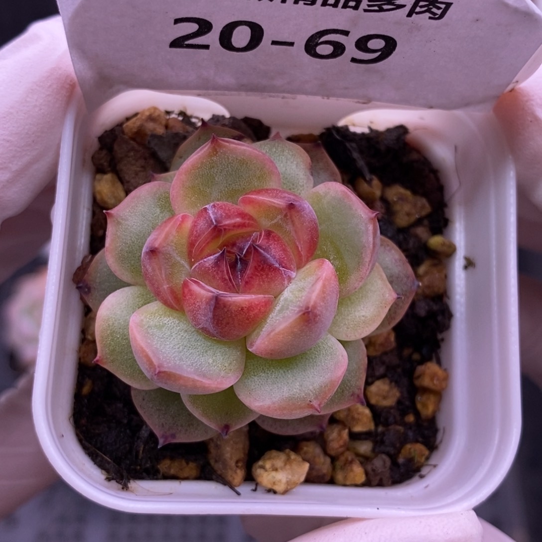 【闪购商品】20-69栀子花