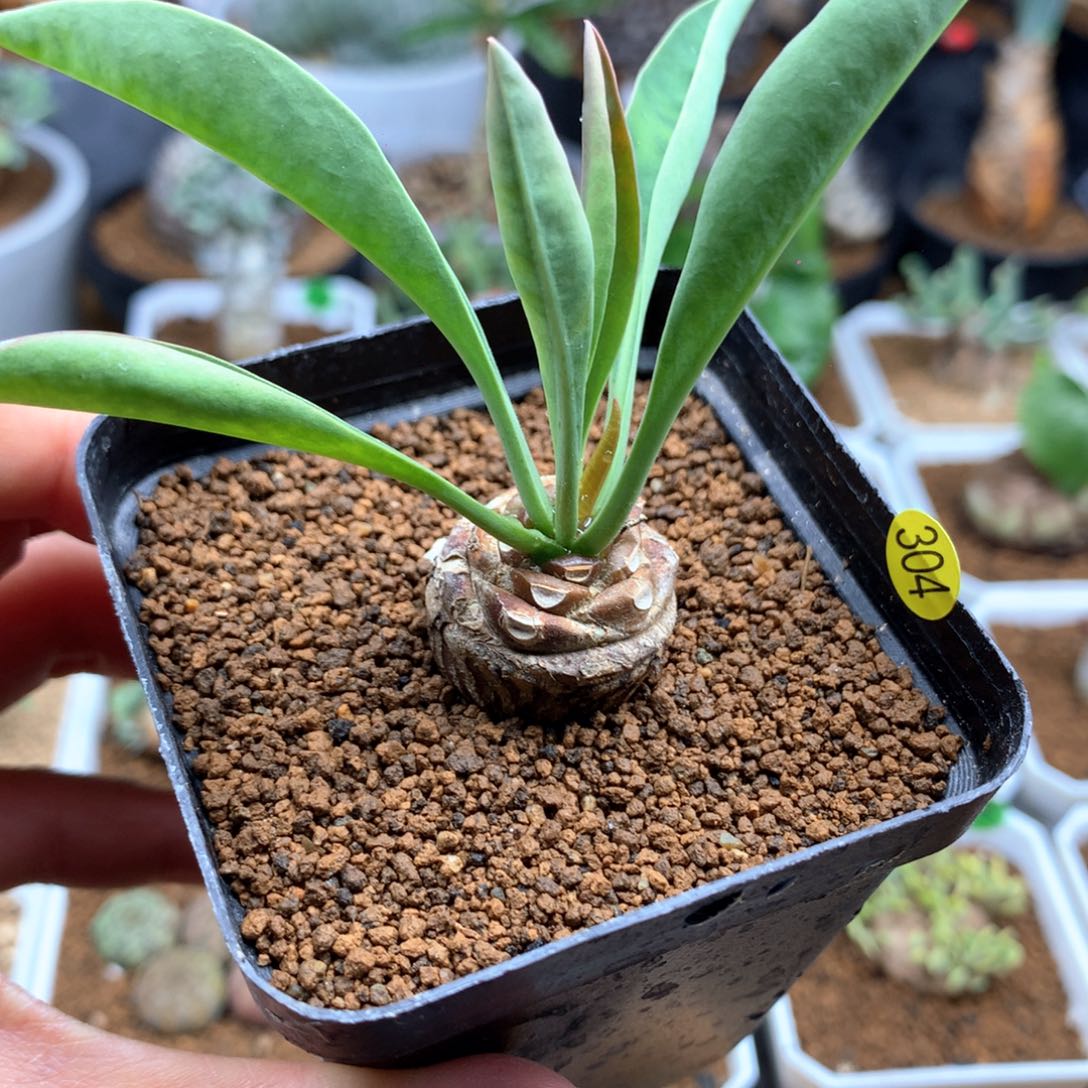 实生铁甲丸带盆多肉