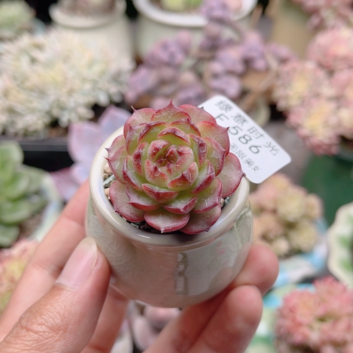 586 蔓越莓 带陶瓷盆发货 满28包邮