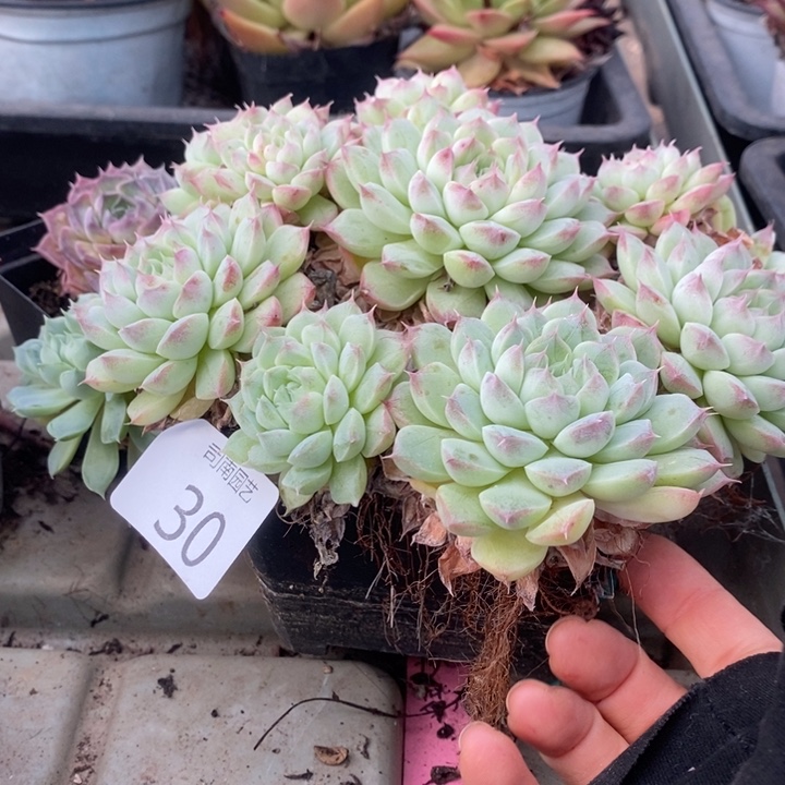 蜜***忆30 多肉植物盆栽花卉