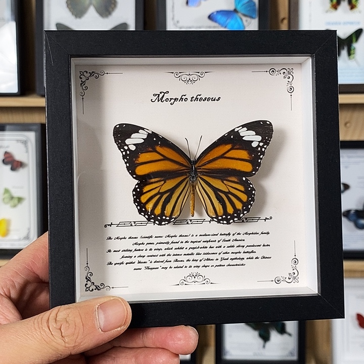 木虎斑蝶睁正方形小框