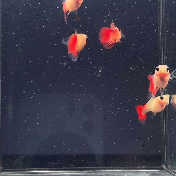 孔雀鱼琉璃玻璃猫2公4母