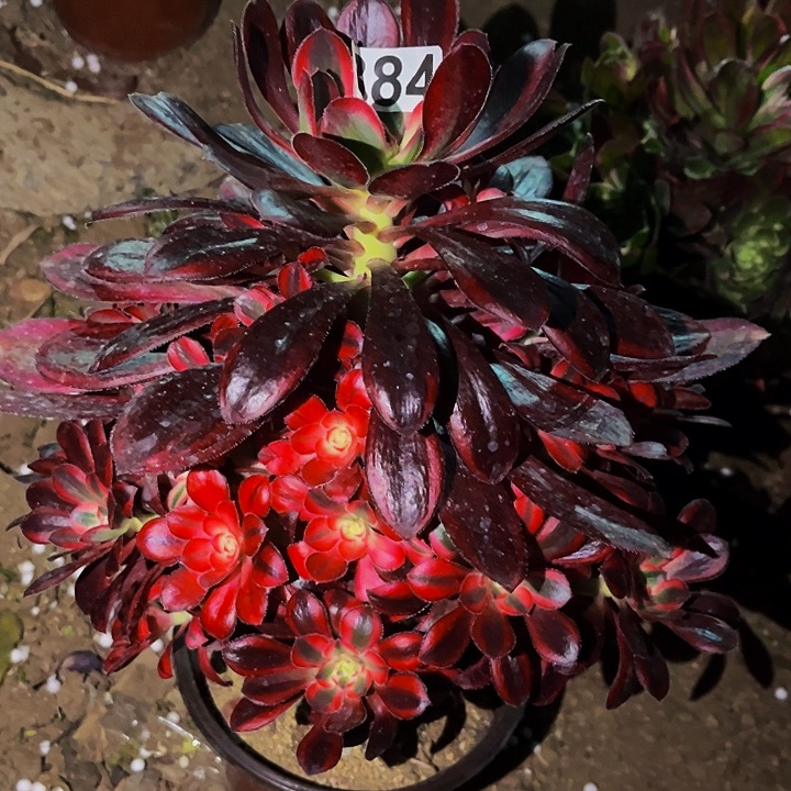 884香奈儿多肉植物处理不售后