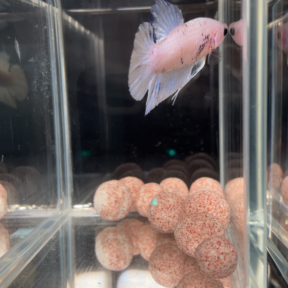 斗鱼12.30 将军 05