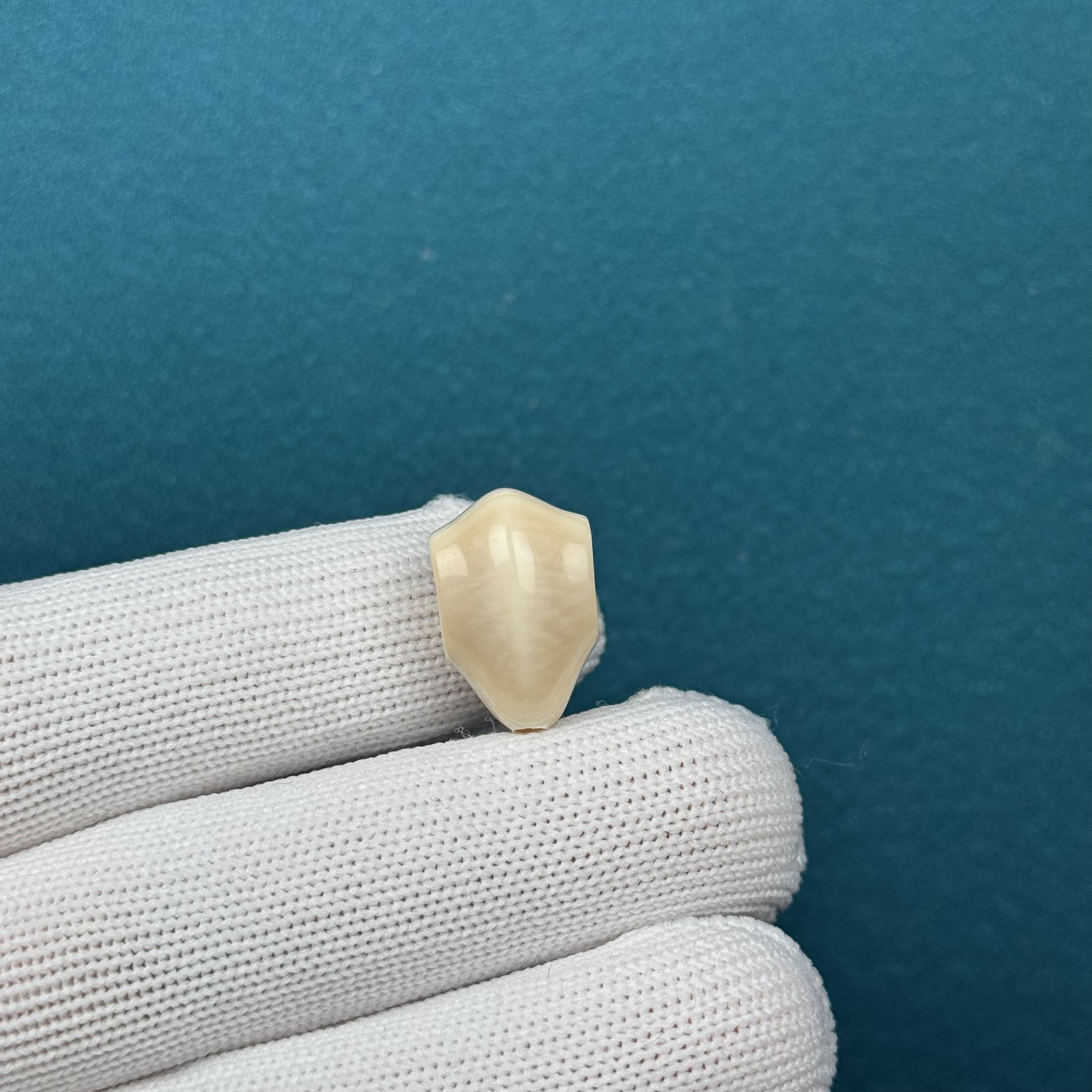 D59-51天然猛犸牙鲨鱼背三通11.8*18mm支持复检假一罚十