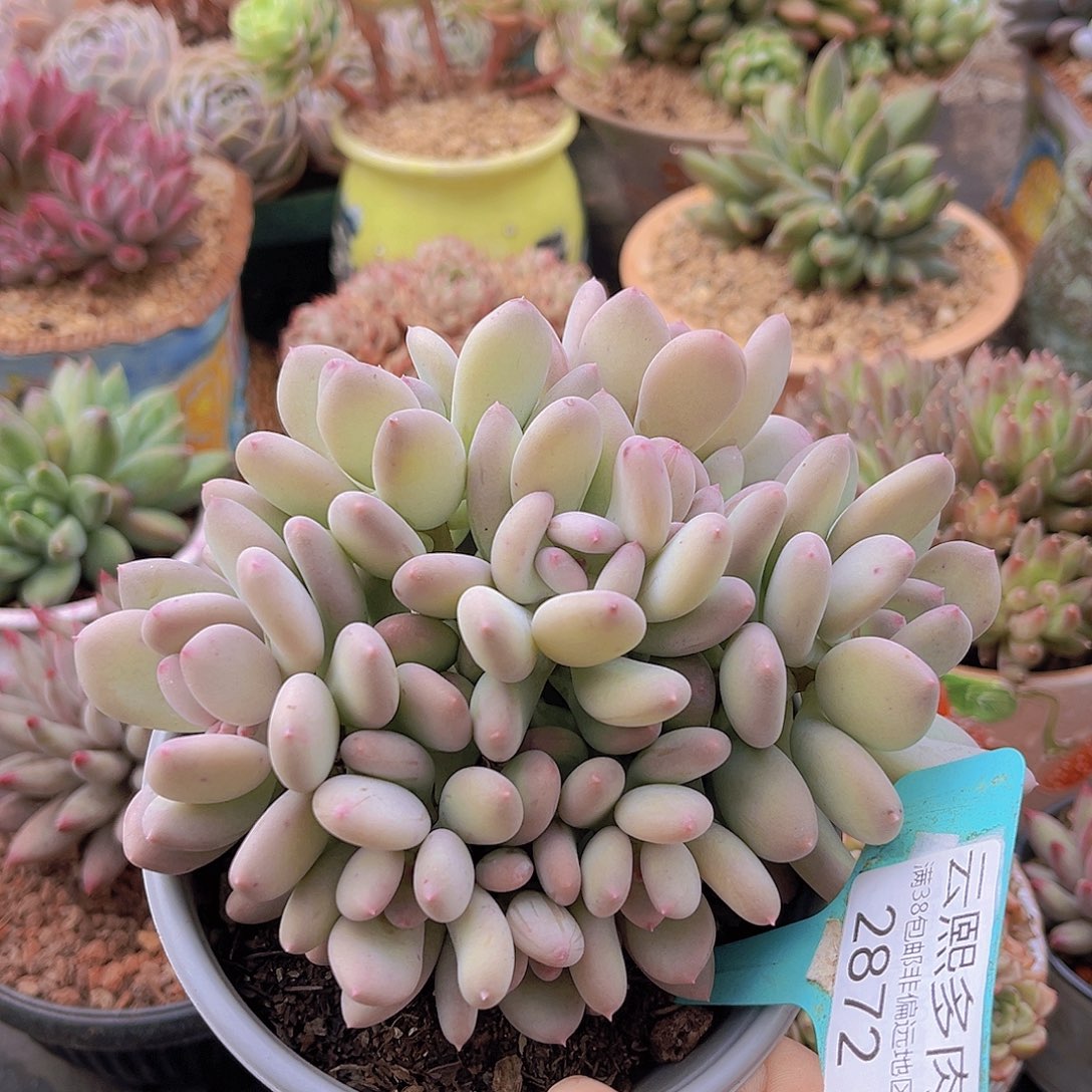 2872三日月美人。