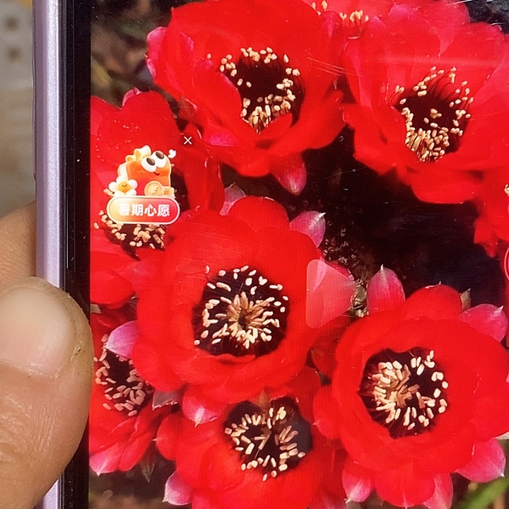 蓝皮红花黑喉侧芽4厘米