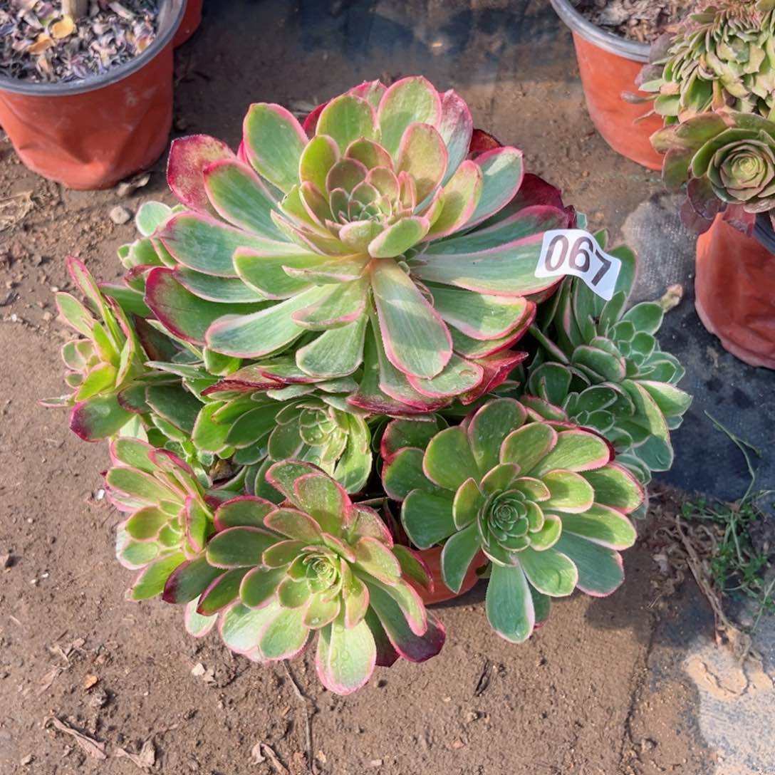 067粉花妖夜宴多肉植物