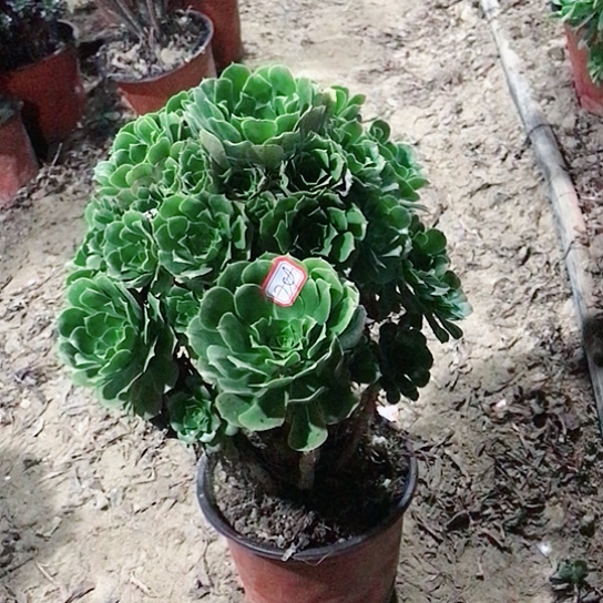 秋***绵绿玫瑰法师00000024