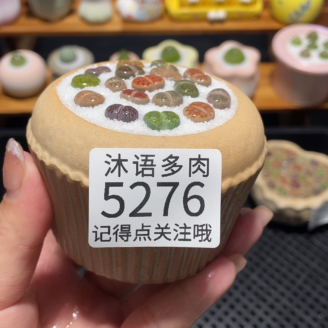 离***狗带盆土植物 一物一拍5276