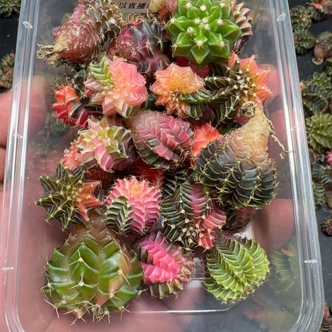 阿***采米哈实生自然锦45