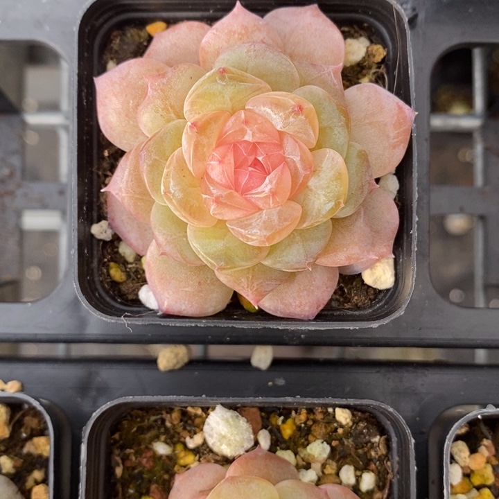 1007  柠檬奶糖  12.27