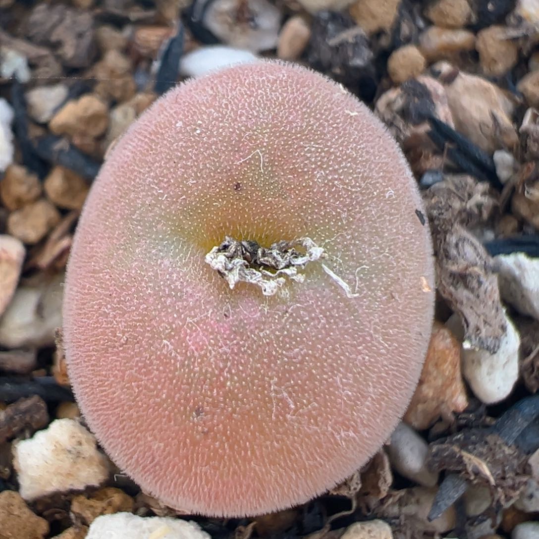 110多肉植物百科空卡