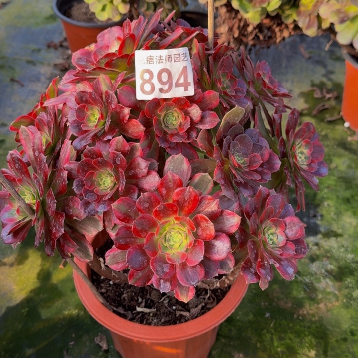 无花朵00000000000894安娜多肉