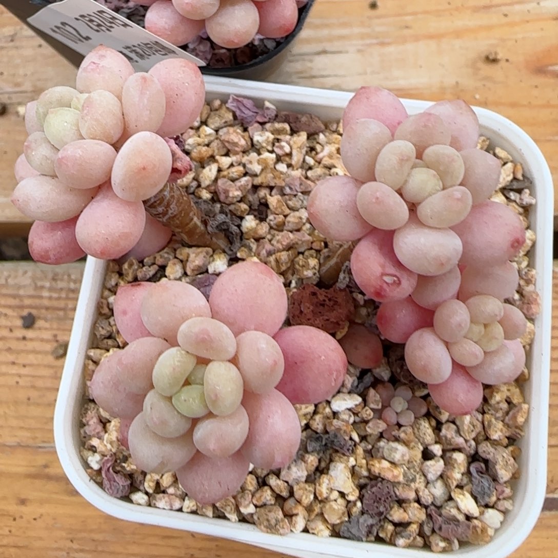 花语逸镜0224-106