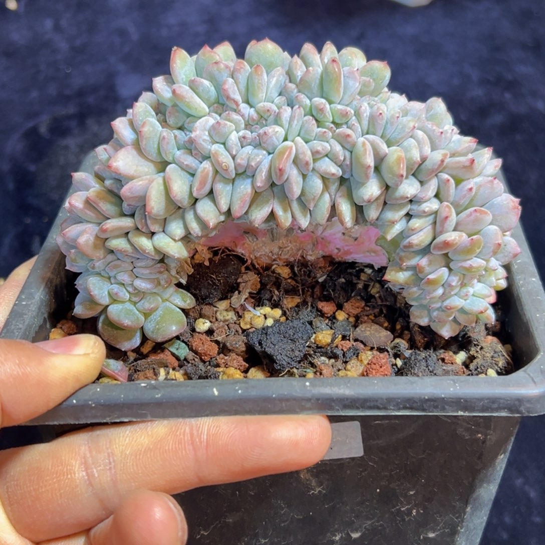 A***n新年快乐 新年快乐