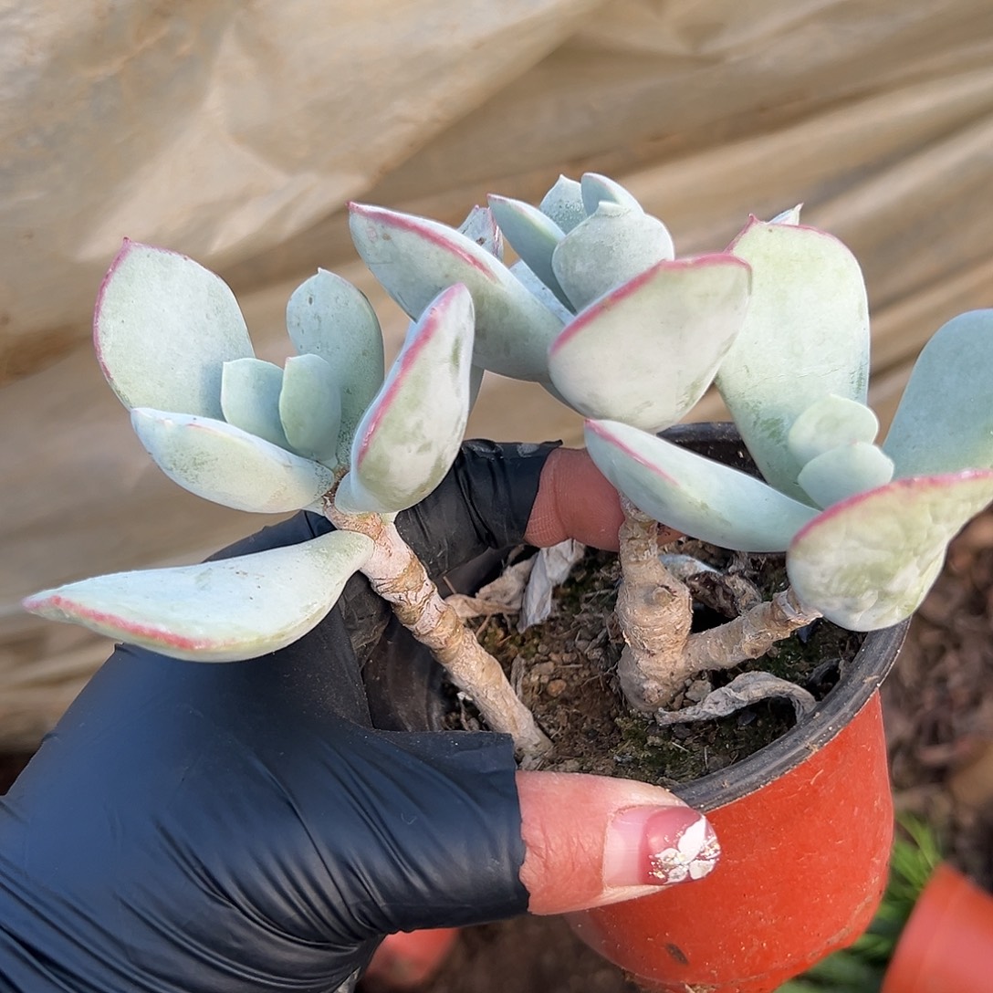 多肉植物轮回花月