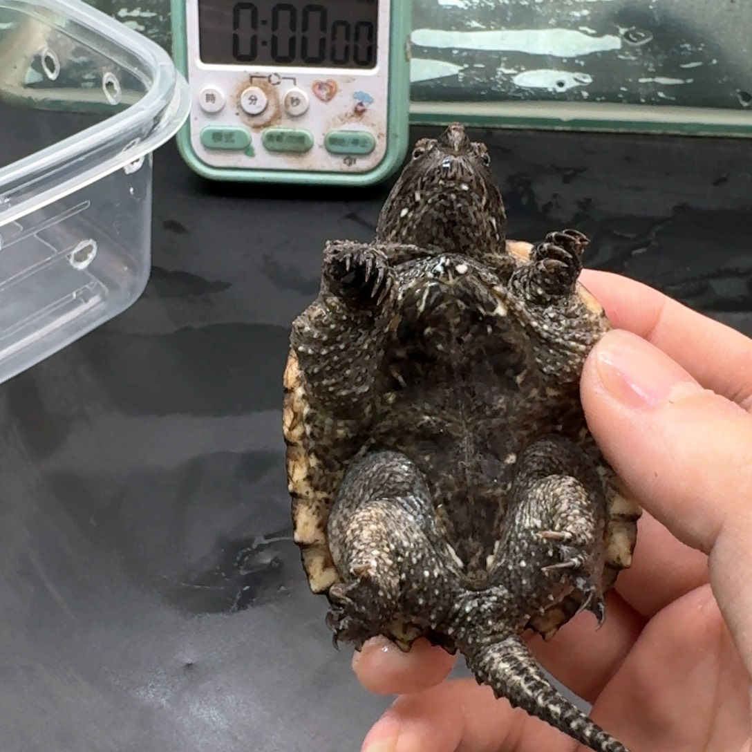 宠物龟不分公母111