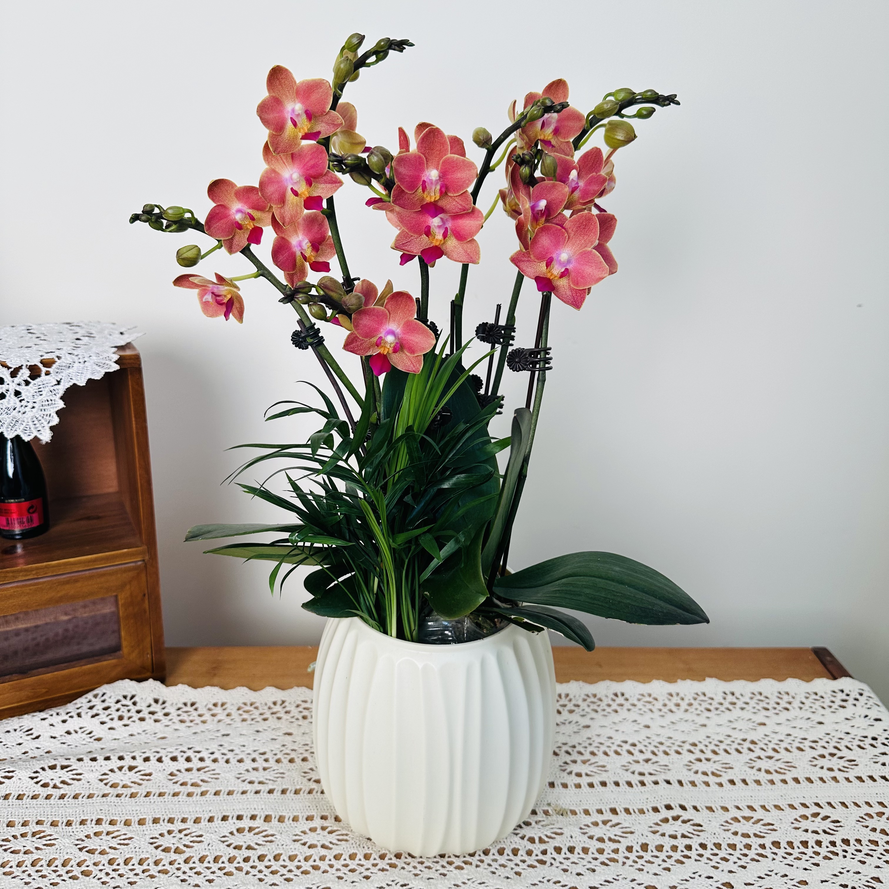 慕兰优选【迷迭香】-带香味蝴蝶兰花 客厅摆设种植基地发货2-5