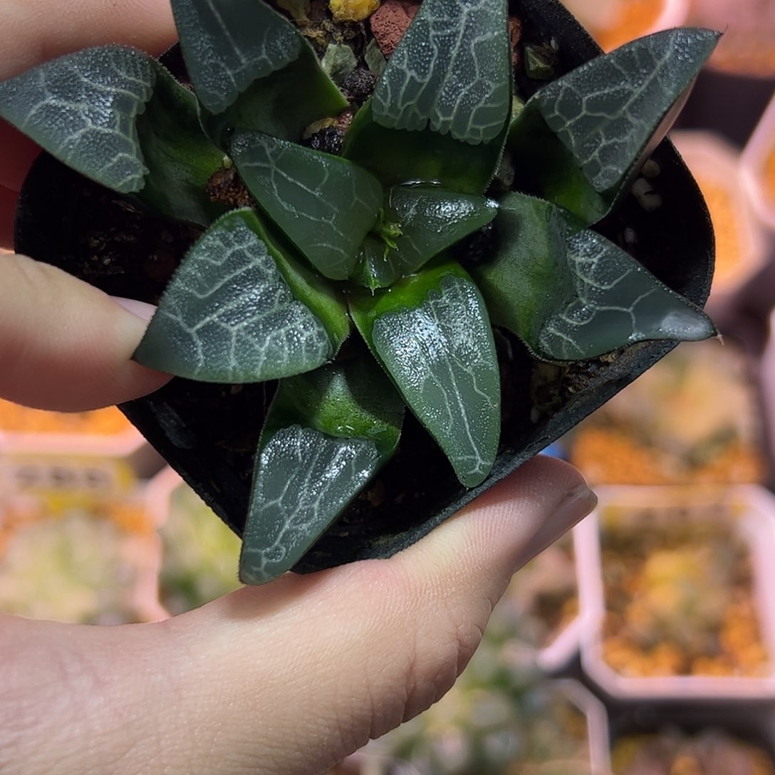 乱纹十二卷多肉植物满