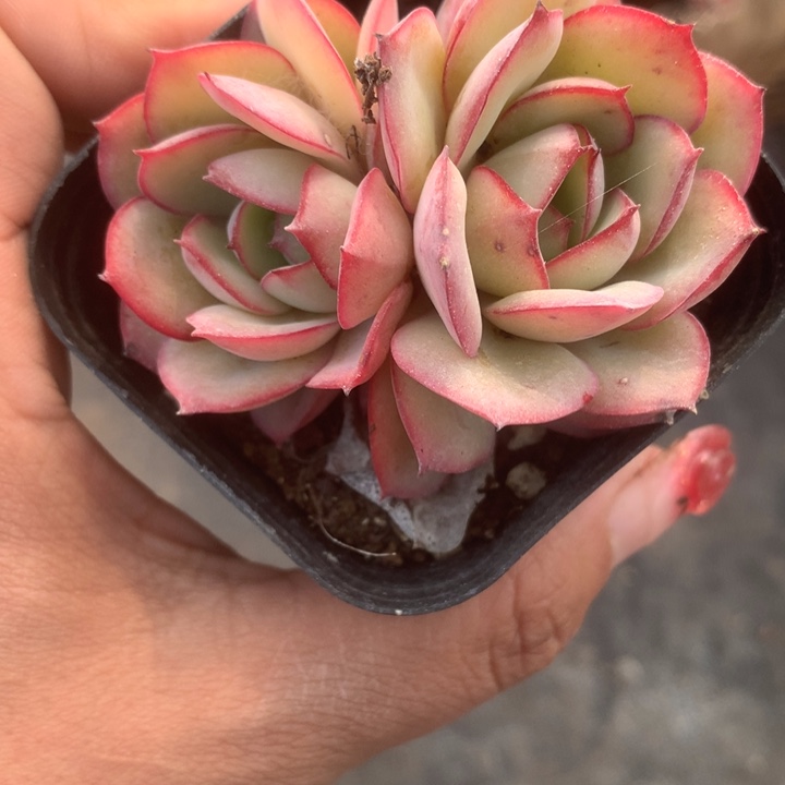 牡丹亭双（满9.99包邮不满9.99发空盆）