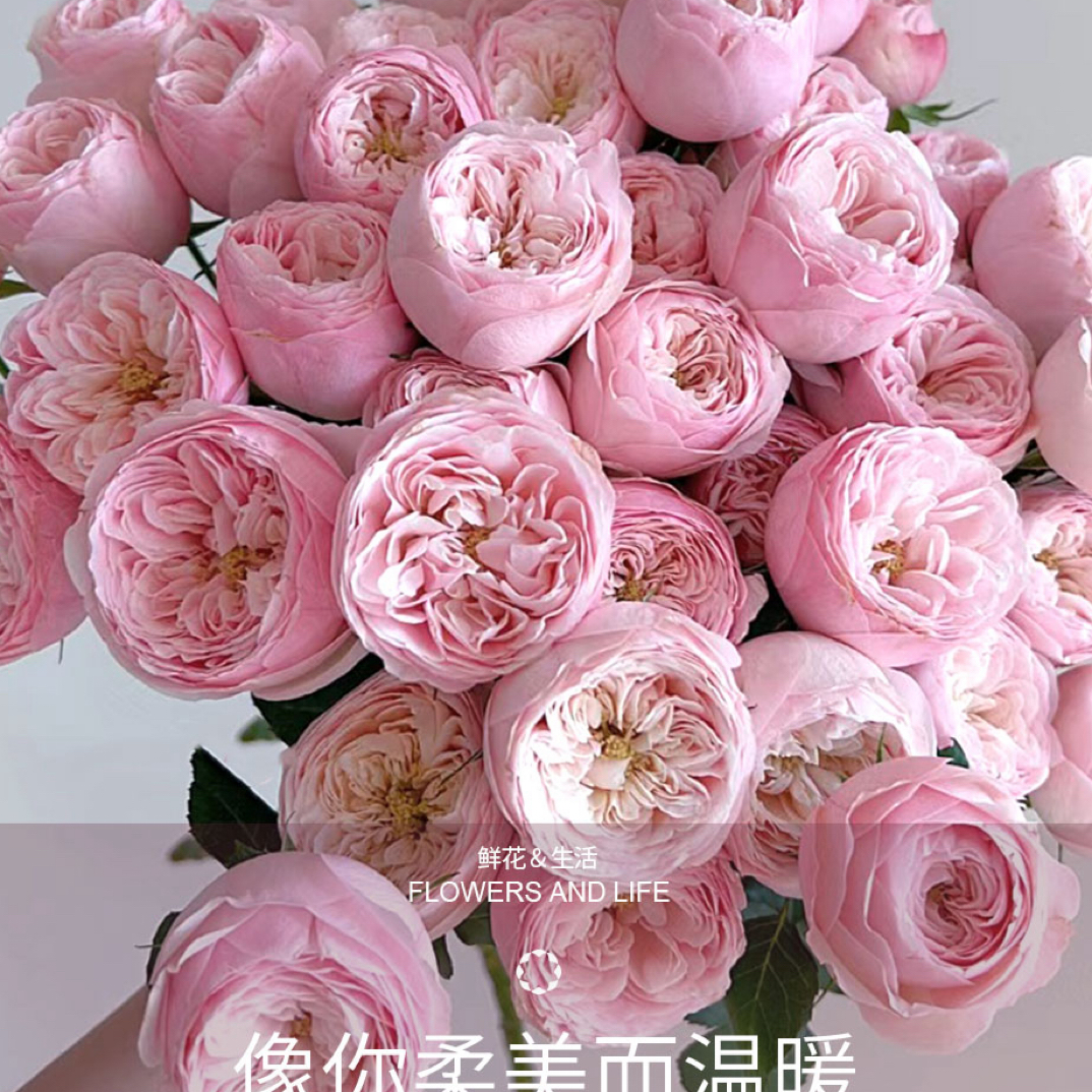 《单头酷皮》全场鲜花两单送配草三单送花瓶 拒收不售后