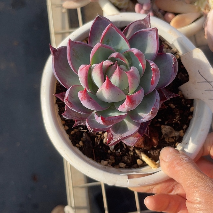 两单包邮，一物一拍，14惊鸿