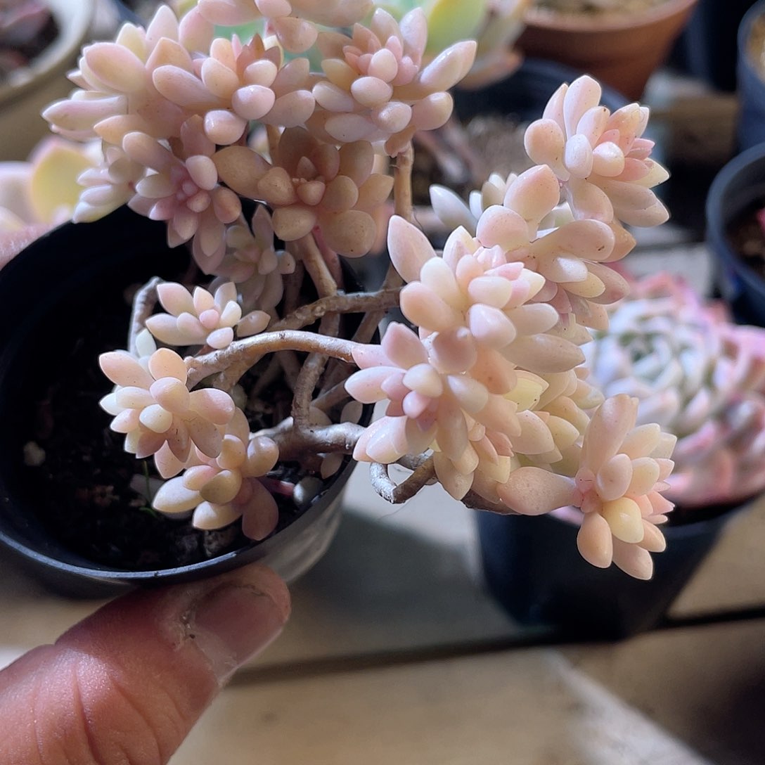 1105  秋丽锦  六月六